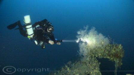 Corallo nero sul cannoncino del San Marco