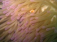 tufi-254.jpg