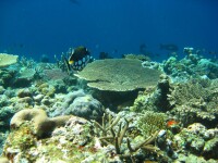 tufi-550.jpg